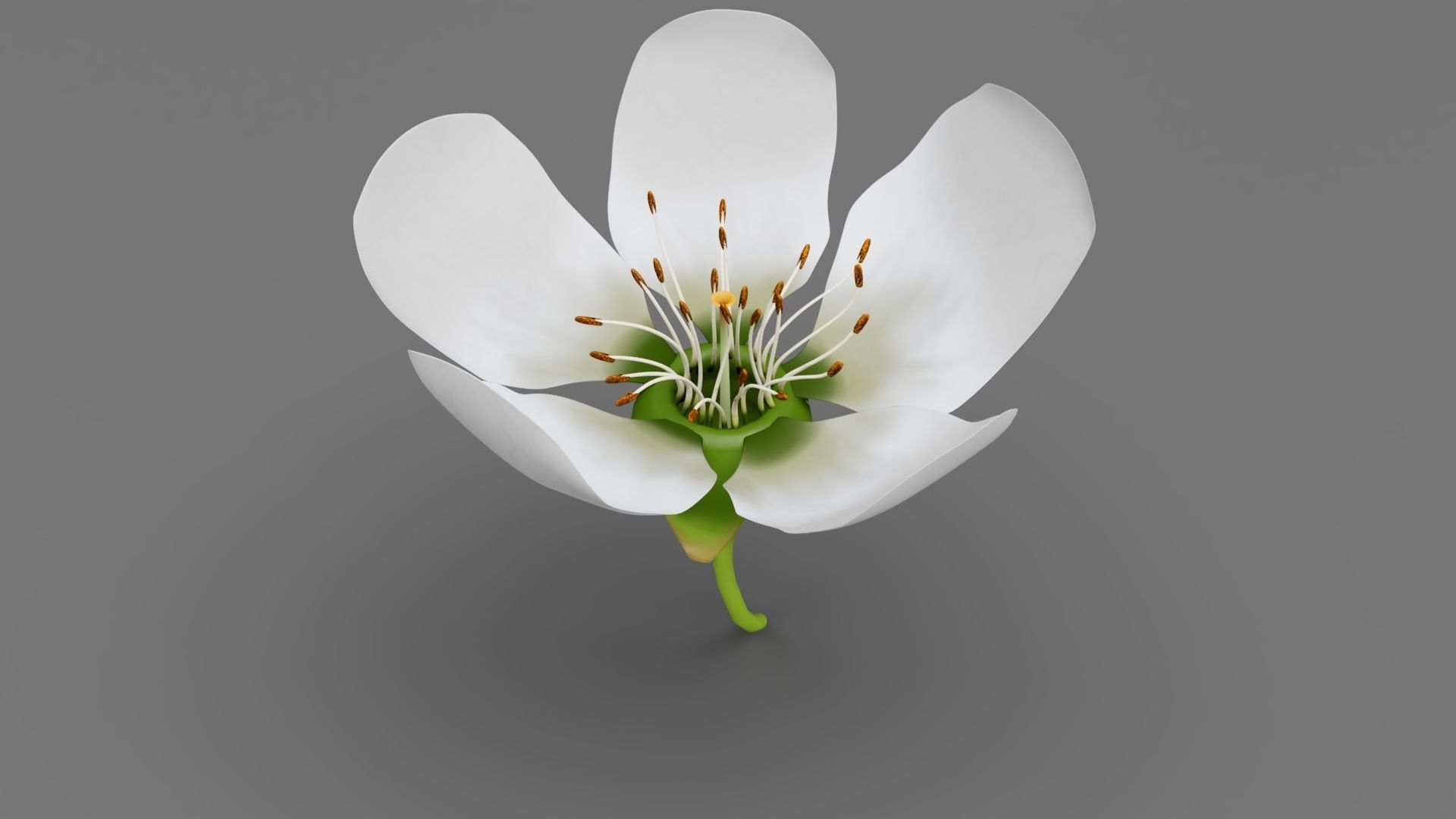 Lily flower 3D model_6