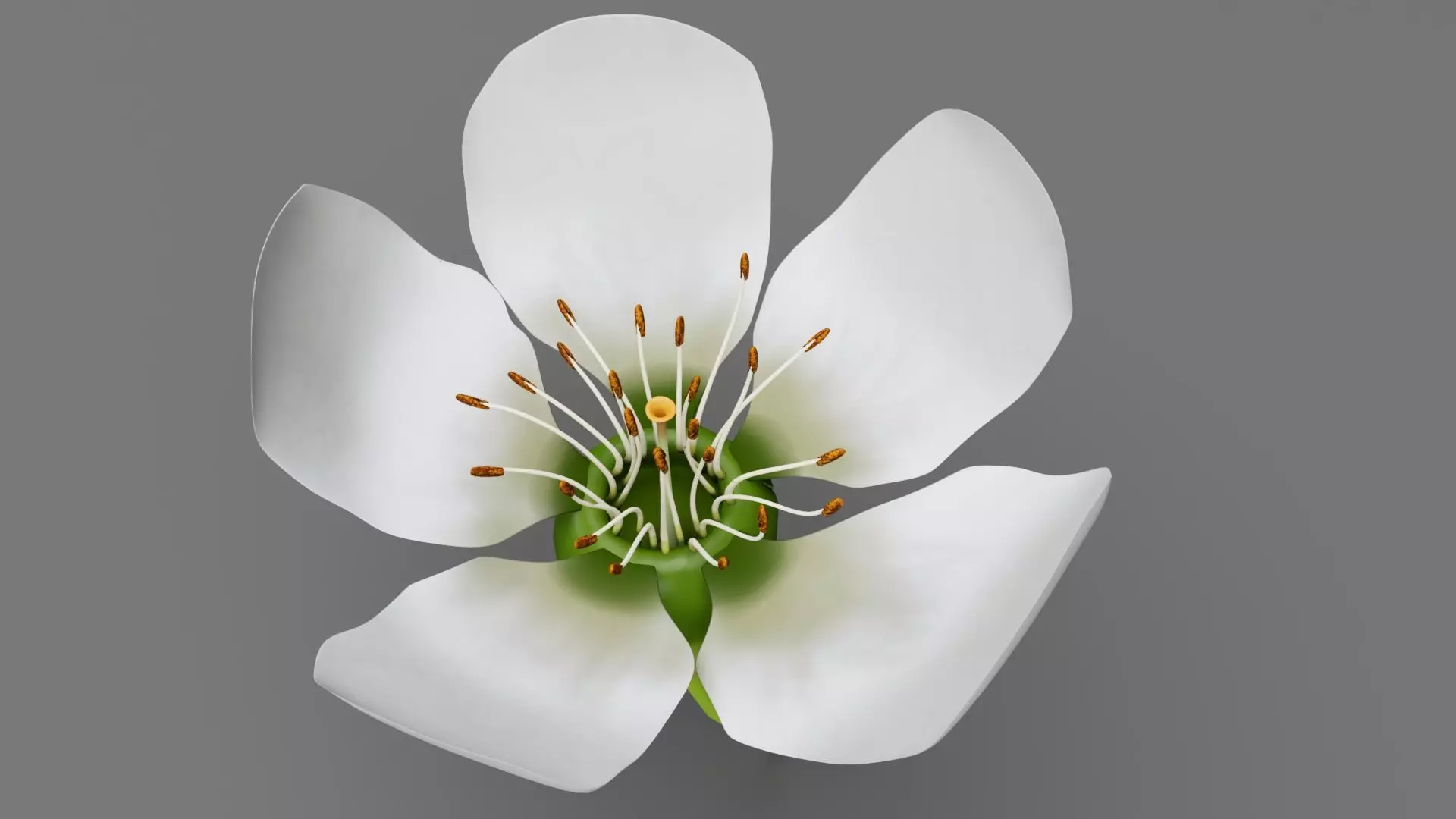 Lily flower 3D model_0