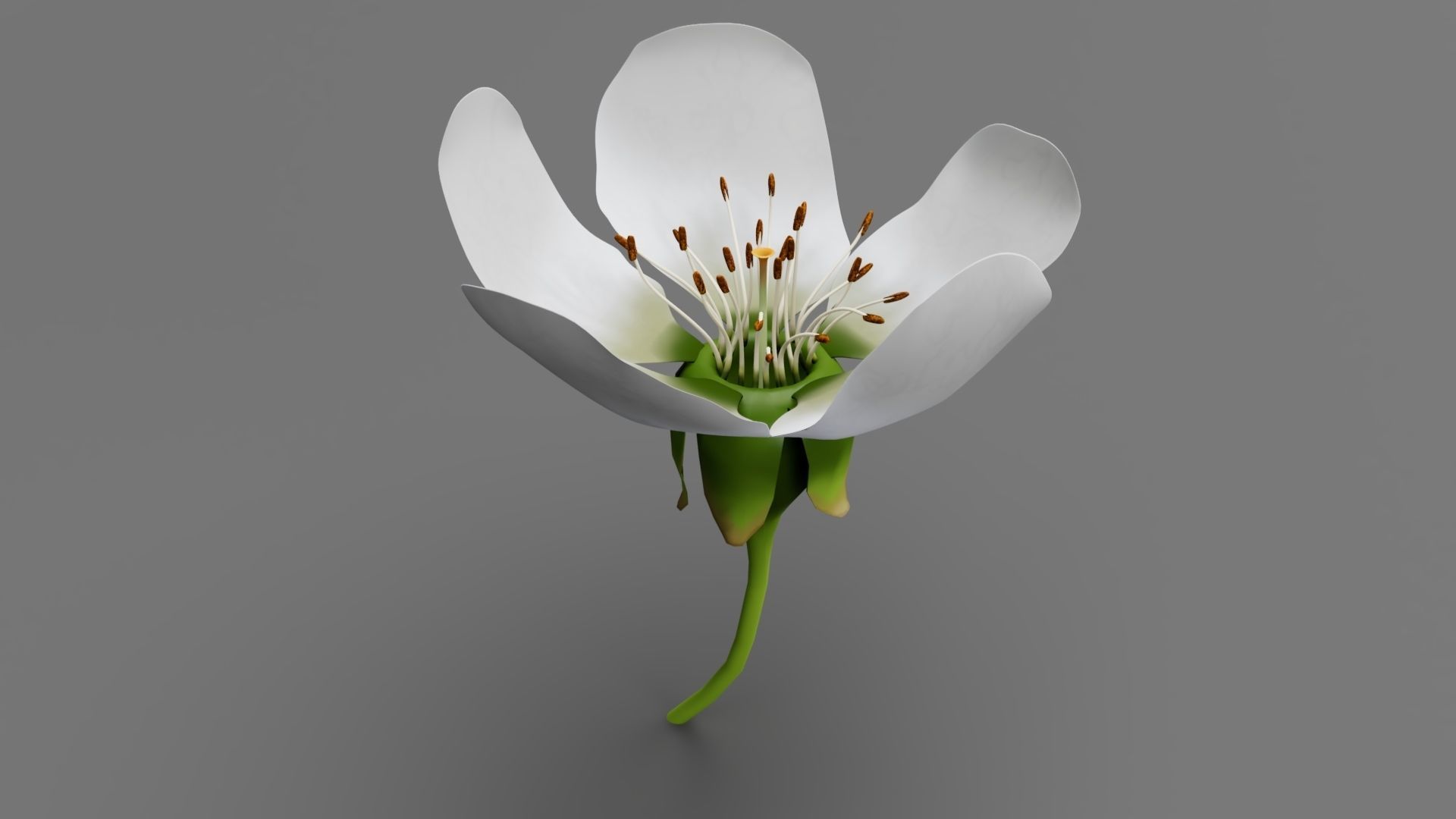 Lily flower 3D model_4