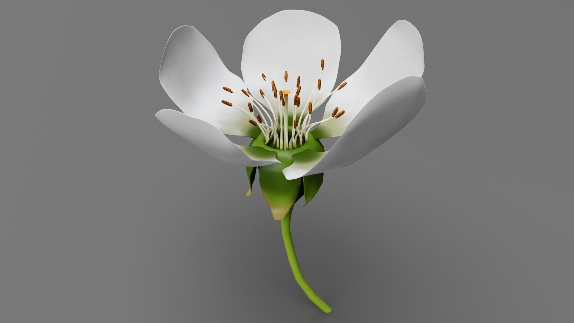 Lily flower 3D model_1