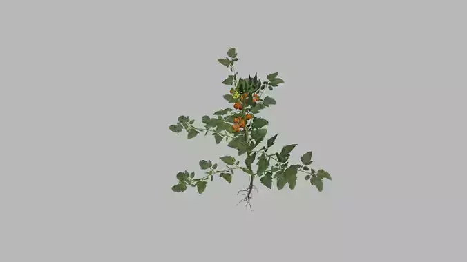 Tomato plant