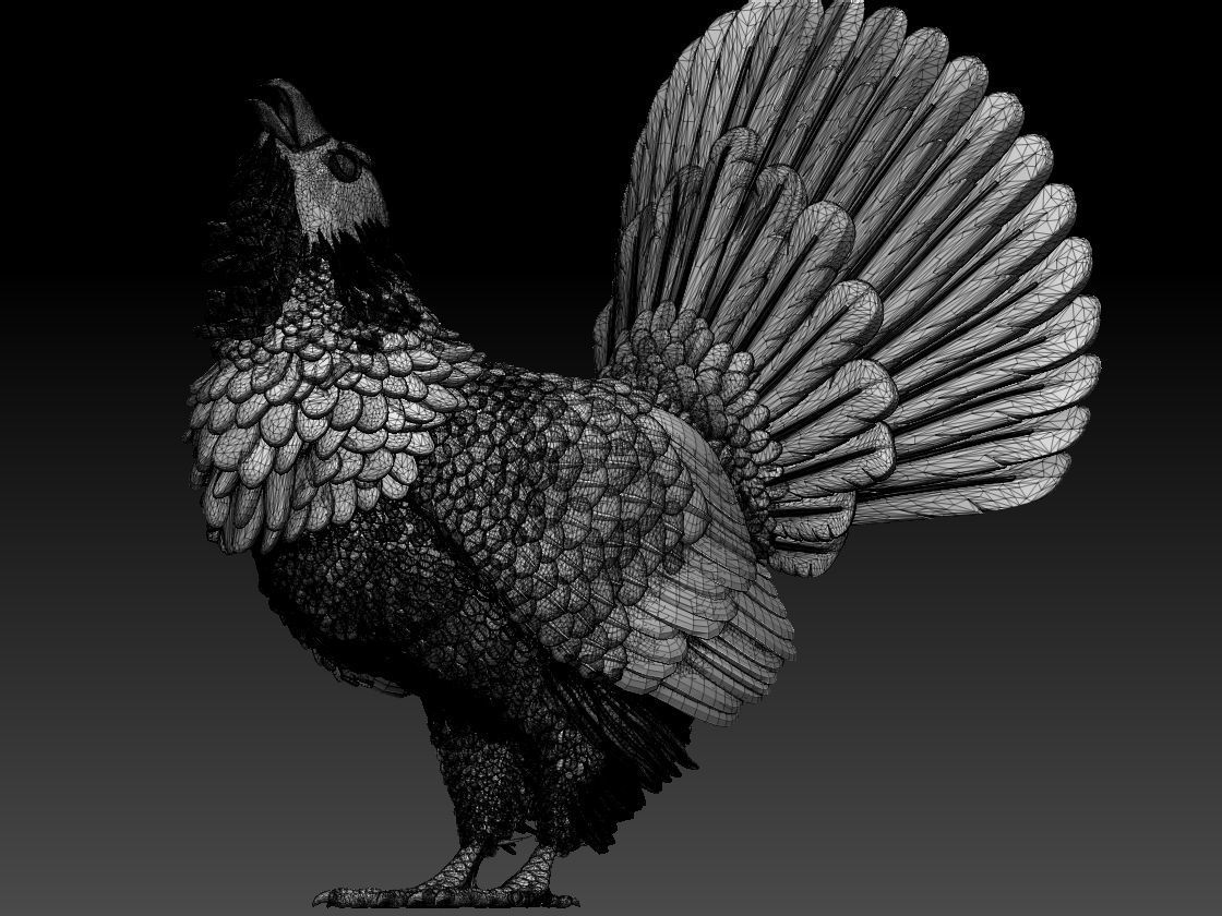 capercaillie rooster 3D print model_10