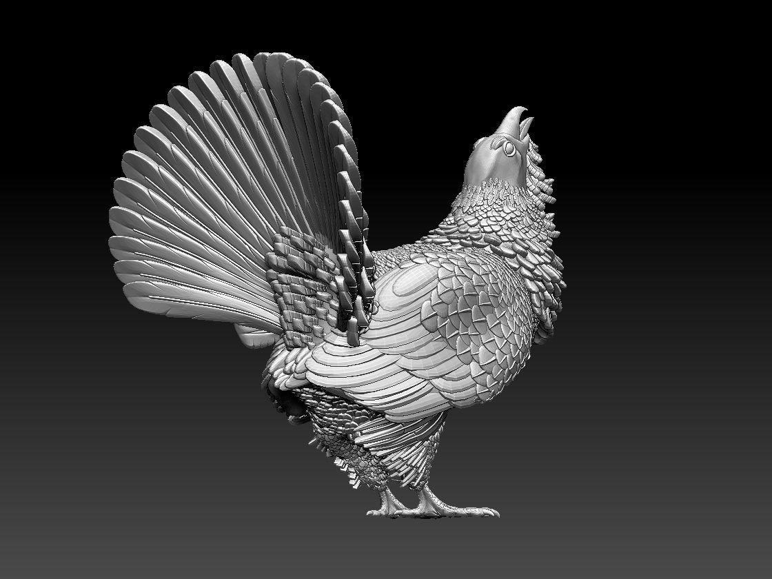capercaillie rooster 3D print model_3