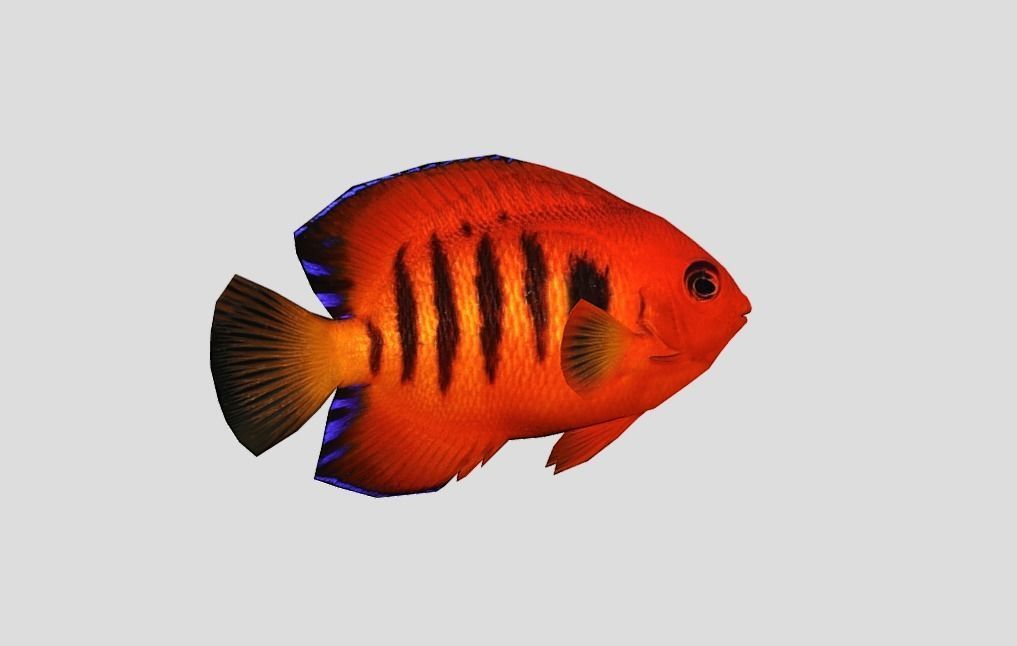 Flame Angelfish Low-poly 3D model_11