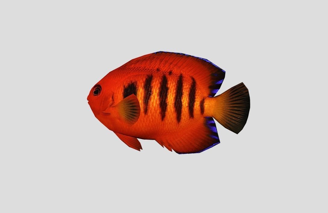 Flame Angelfish Low-poly 3D model_10