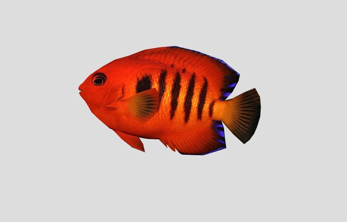 Flame Angelfish Low-poly 3D model_7