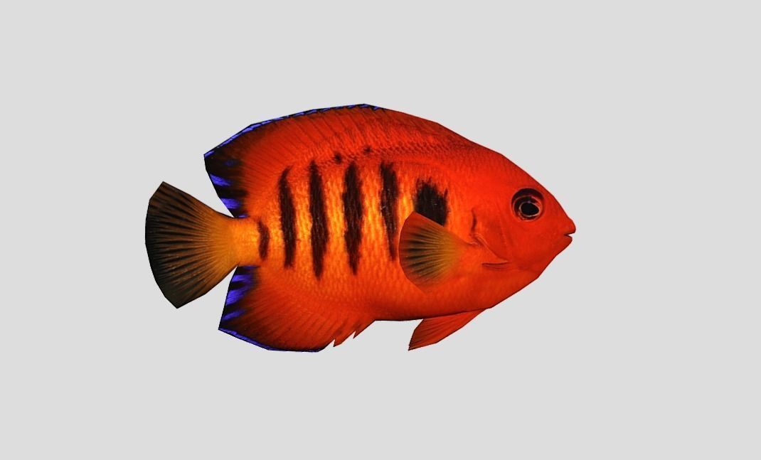 Flame Angelfish Low-poly 3D model_9