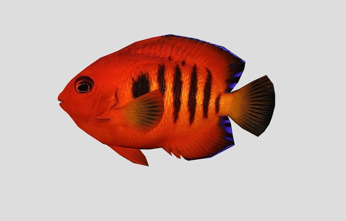 Flame Angelfish Low-poly 3D model_8
