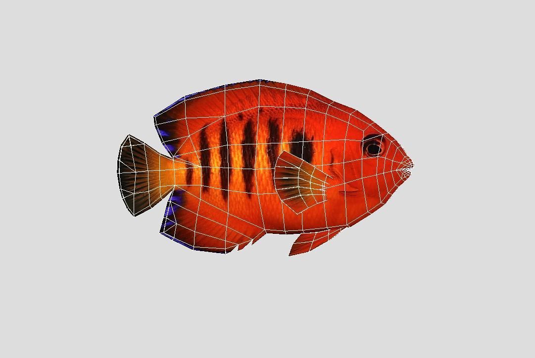 Flame Angelfish Low-poly 3D model_2