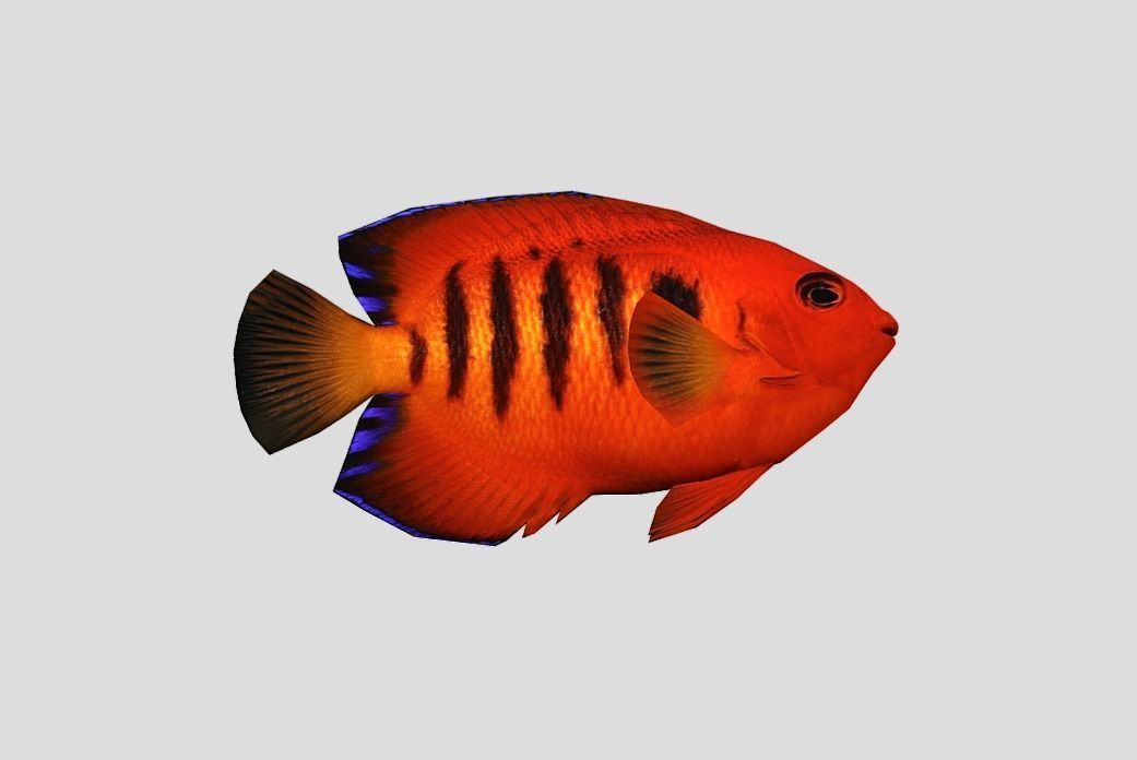 Flame Angelfish Low-poly 3D model_3