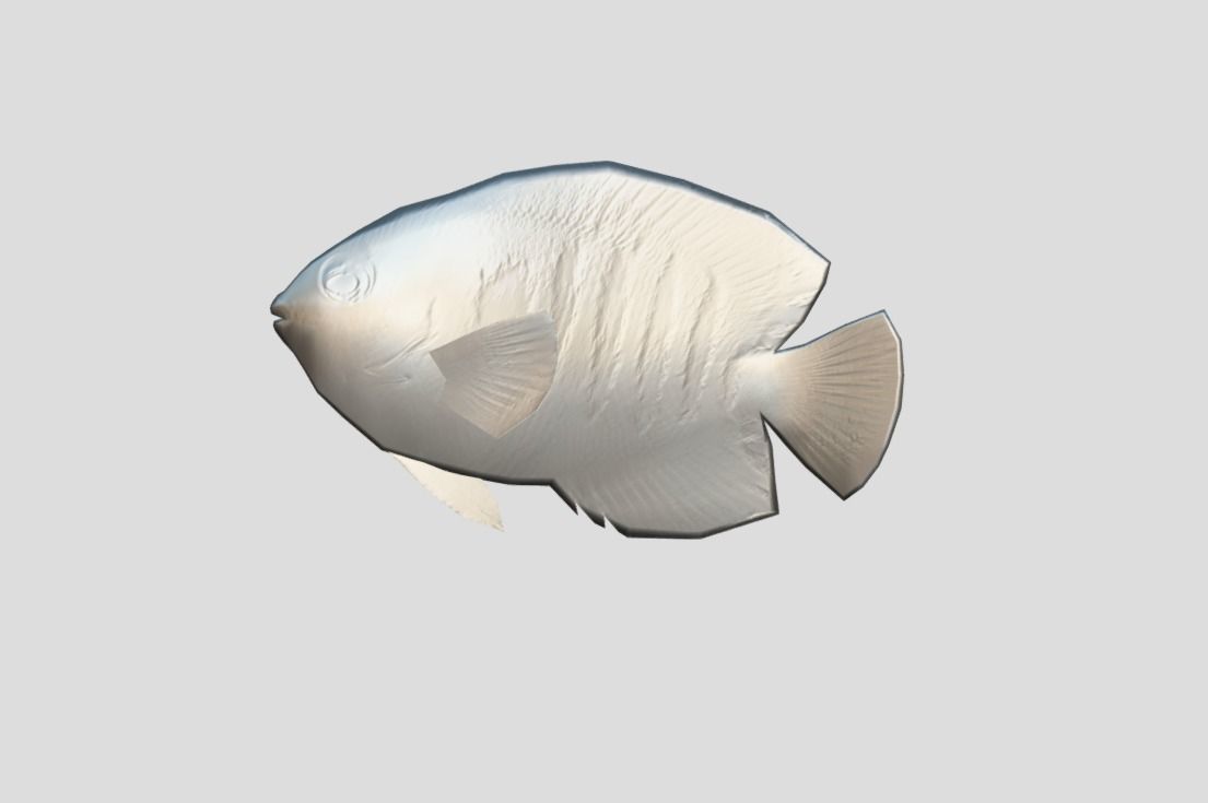 Flame Angelfish Low-poly 3D model_5