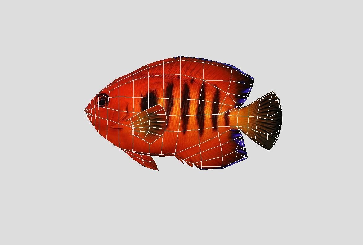 Flame Angelfish Low-poly 3D model_4