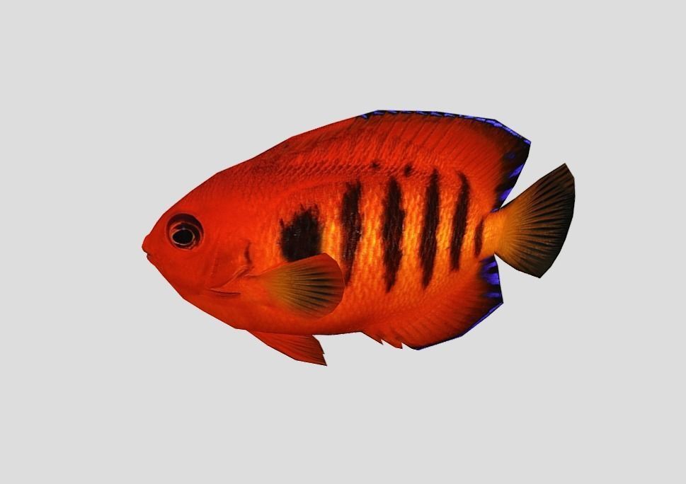 Flame Angelfish Low-poly 3D model_6