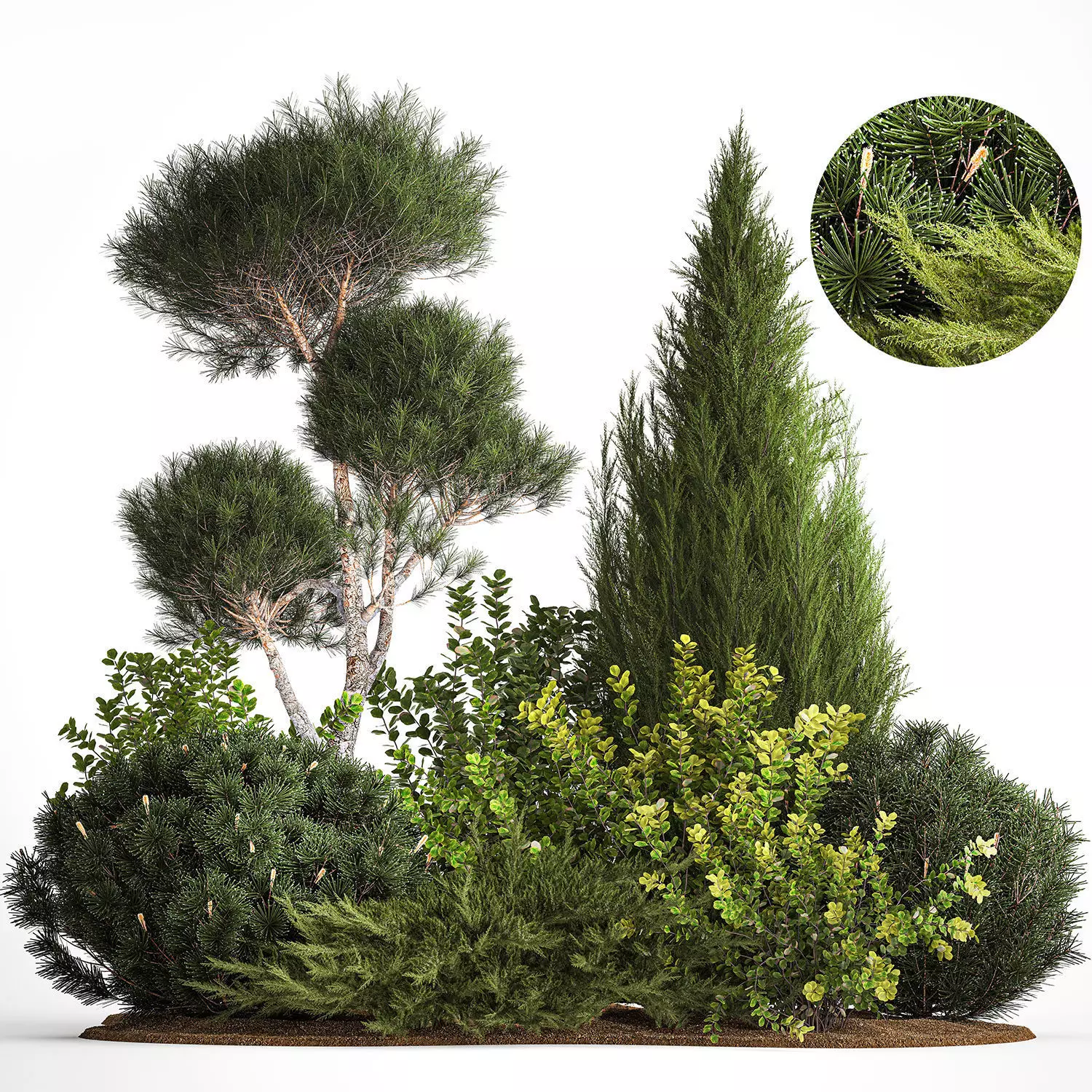 Juniper pine garden thuja and barberry bush 1179 3D model