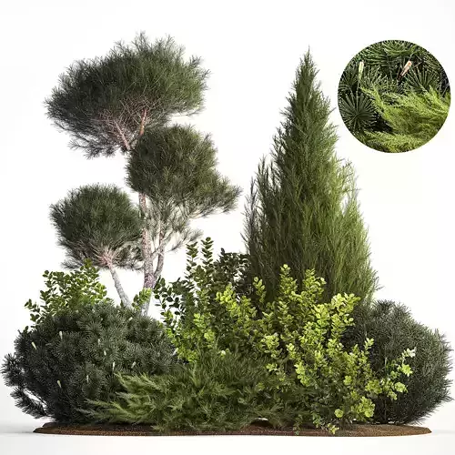 Juniper pine garden thuja and barberry bush 1179