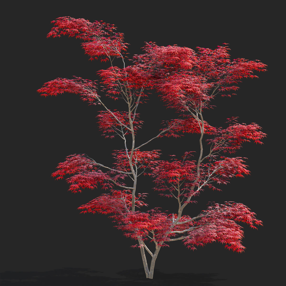  Acer palmatum red 3D model_3