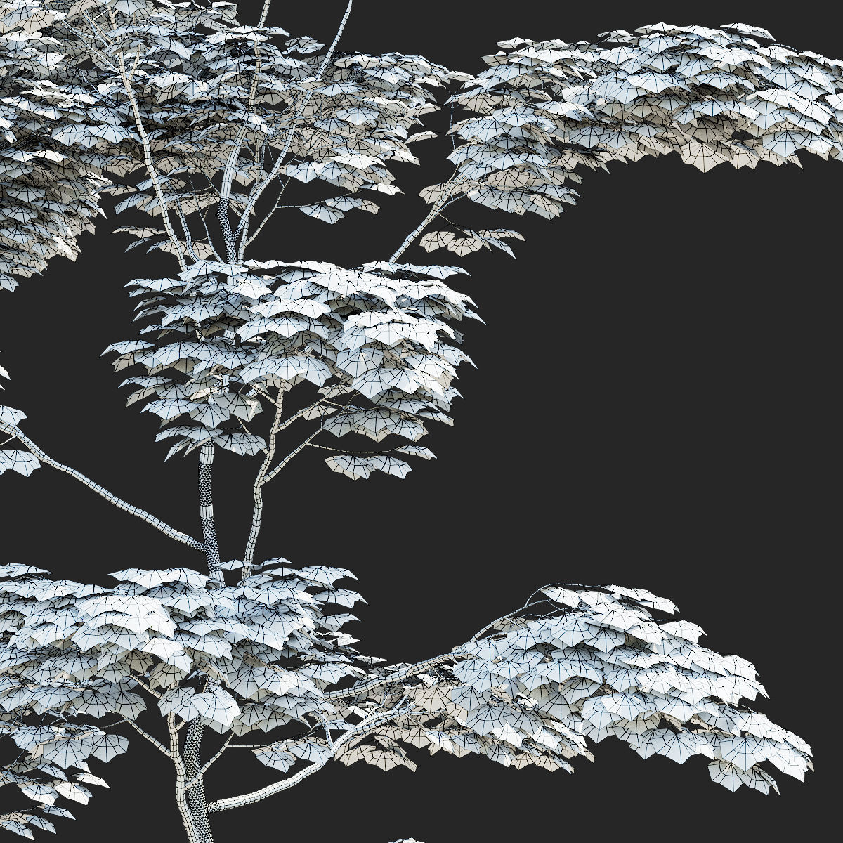  Acer palmatum red 3D model_7