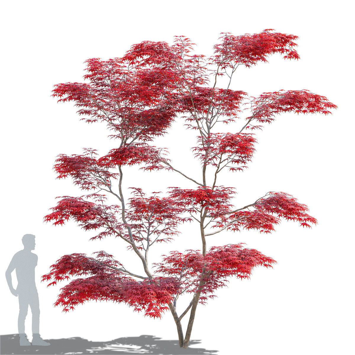  Acer palmatum red 3D model_8