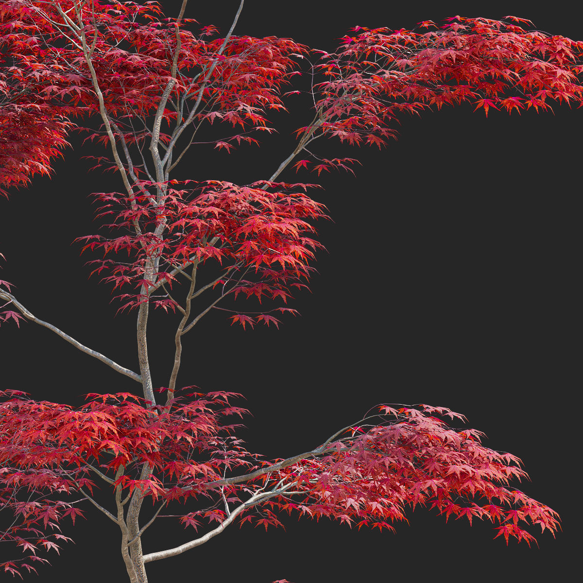  Acer palmatum red 3D model_6