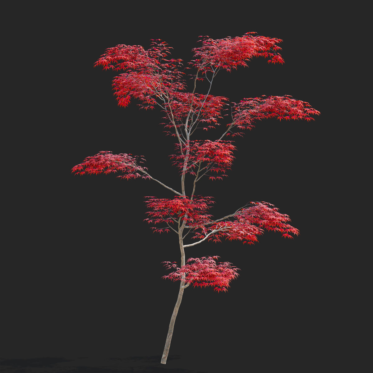  Acer palmatum red 3D model_5