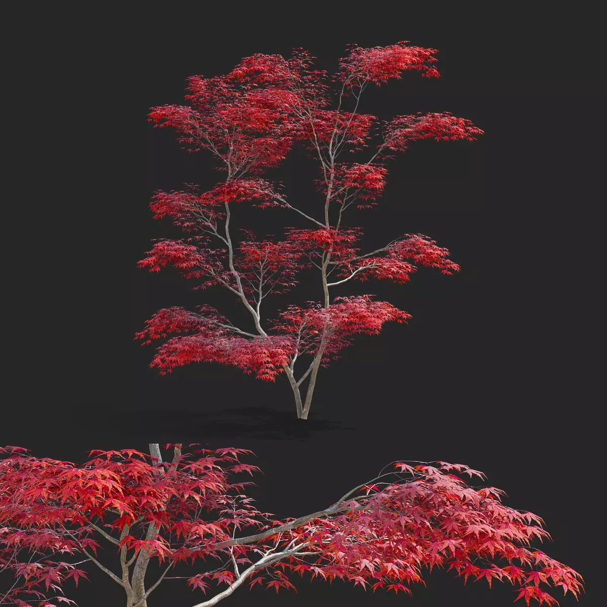  Acer palmatum red 3D model_0