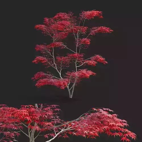  Acer palmatum red
