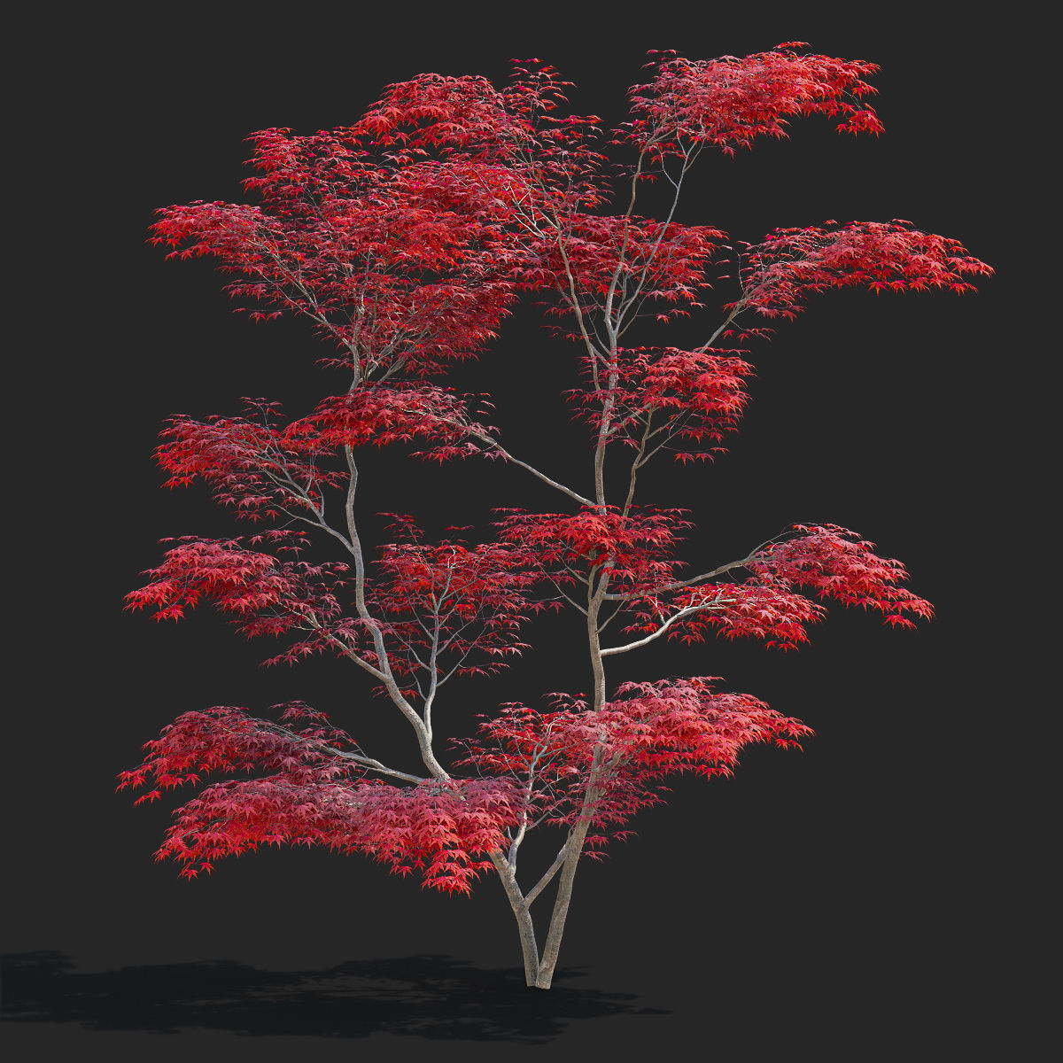  Acer palmatum red 3D model_1
