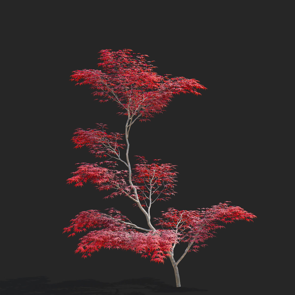  Acer palmatum red 3D model_4