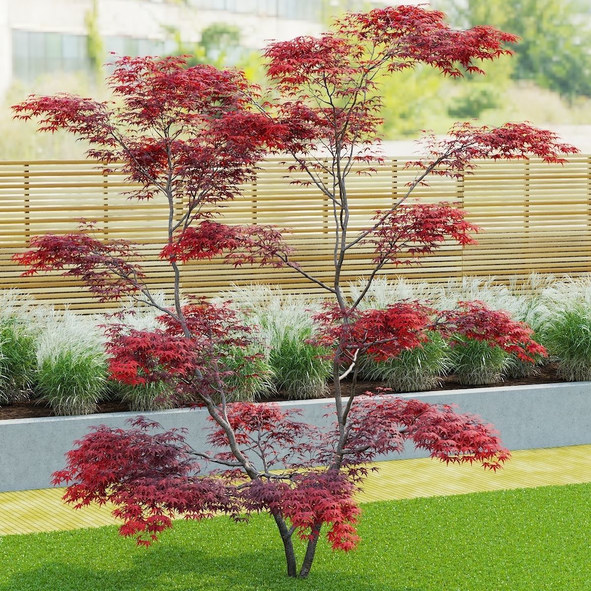  Acer palmatum red 3D model_9
