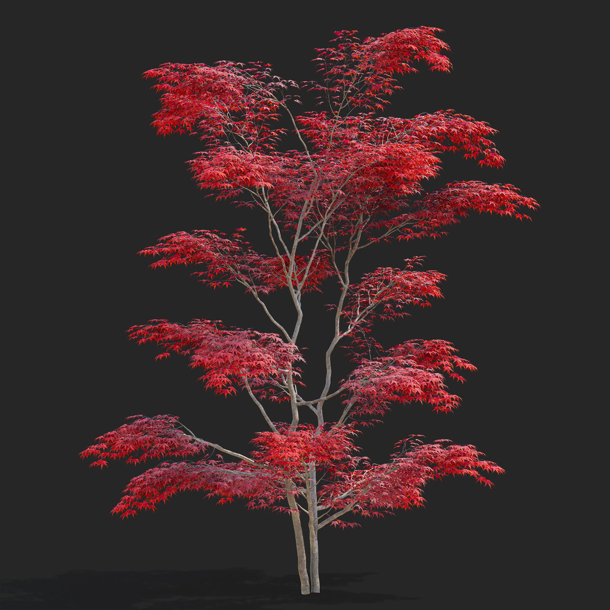  Acer palmatum red 3D model_2