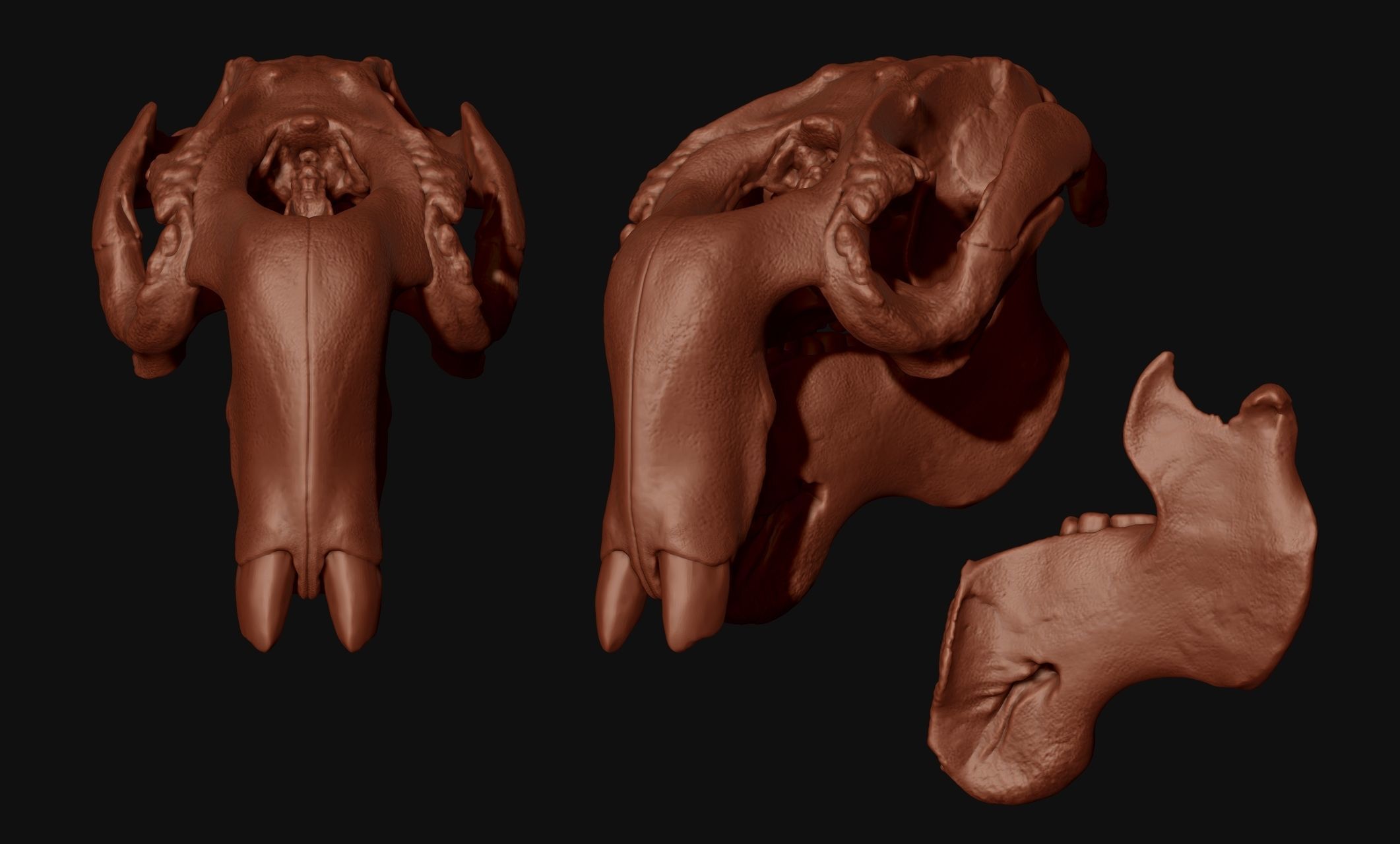Manati - Trichechus - Skull - CNC and 3D print model_7