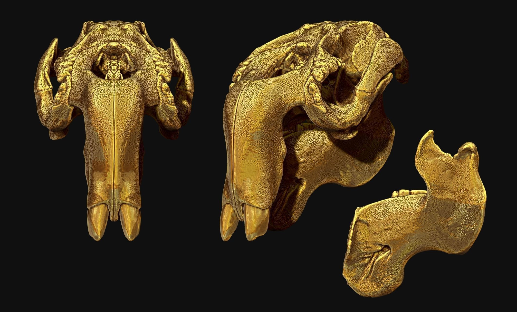 Manati - Trichechus - Skull - CNC and 3D print model_9