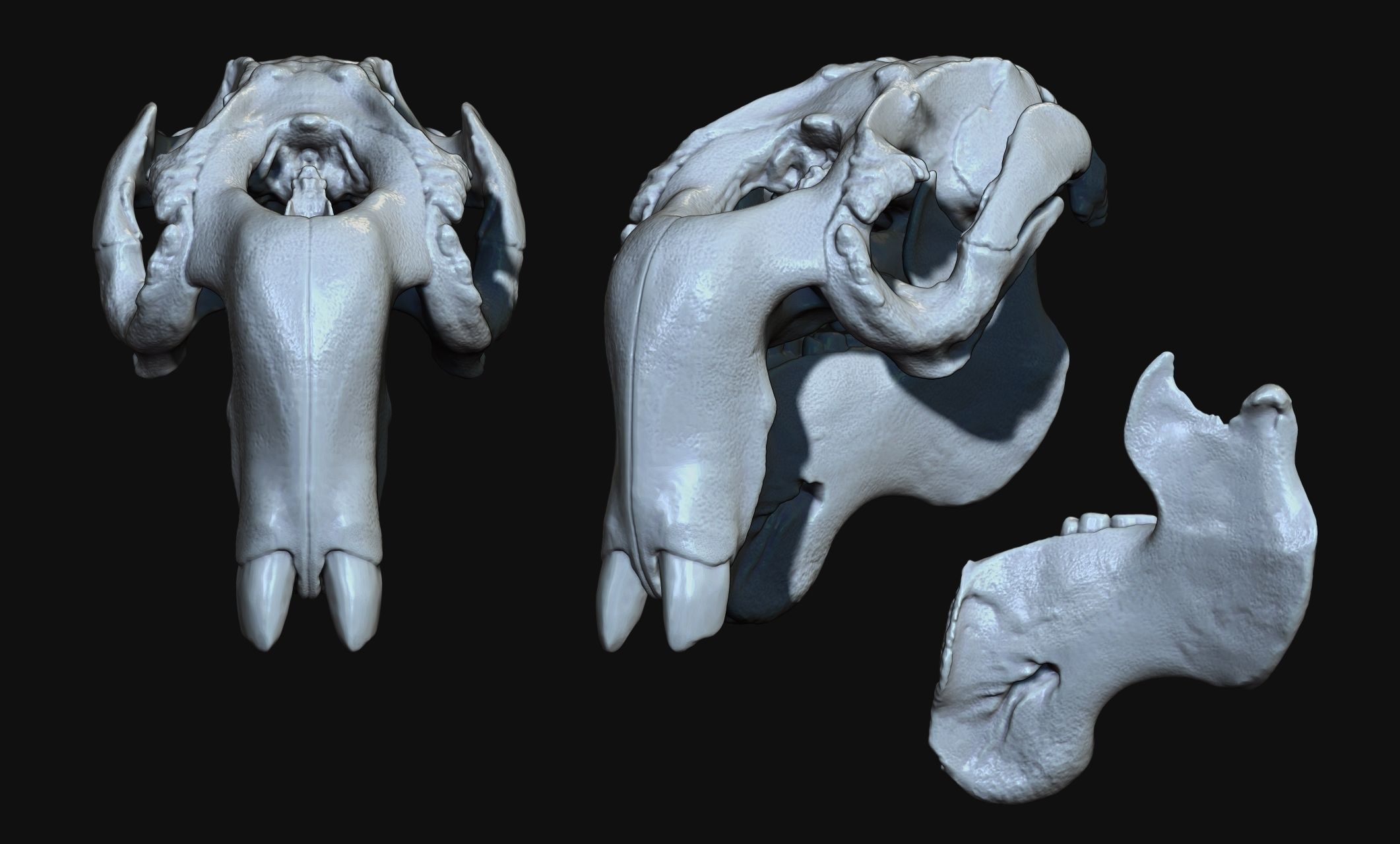 Manati - Trichechus - Skull - CNC and 3D print model_10