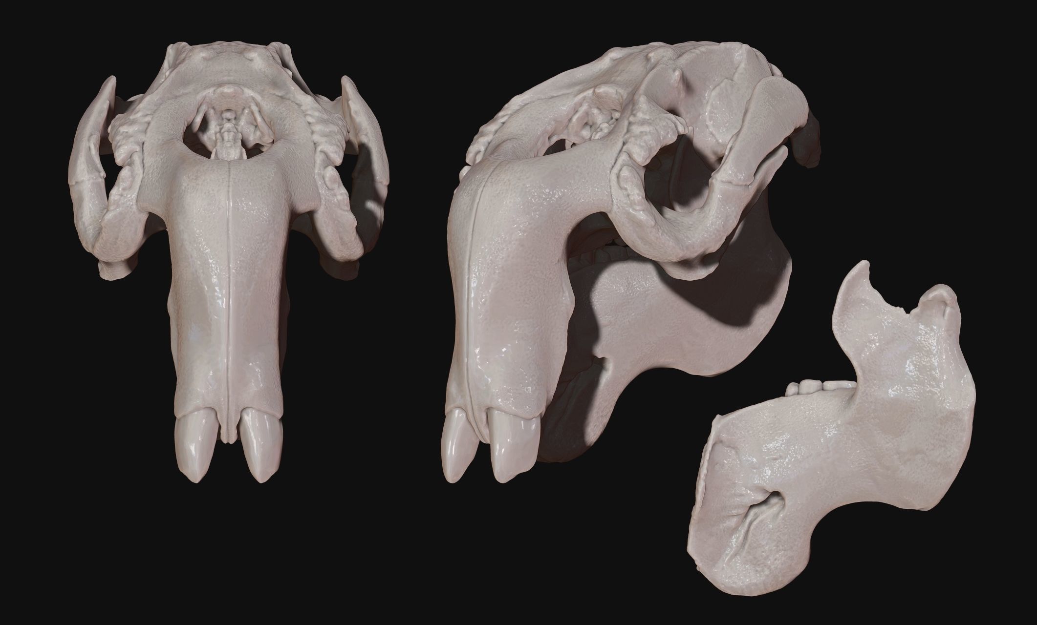 Manati - Trichechus - Skull - CNC and 3D print model_12