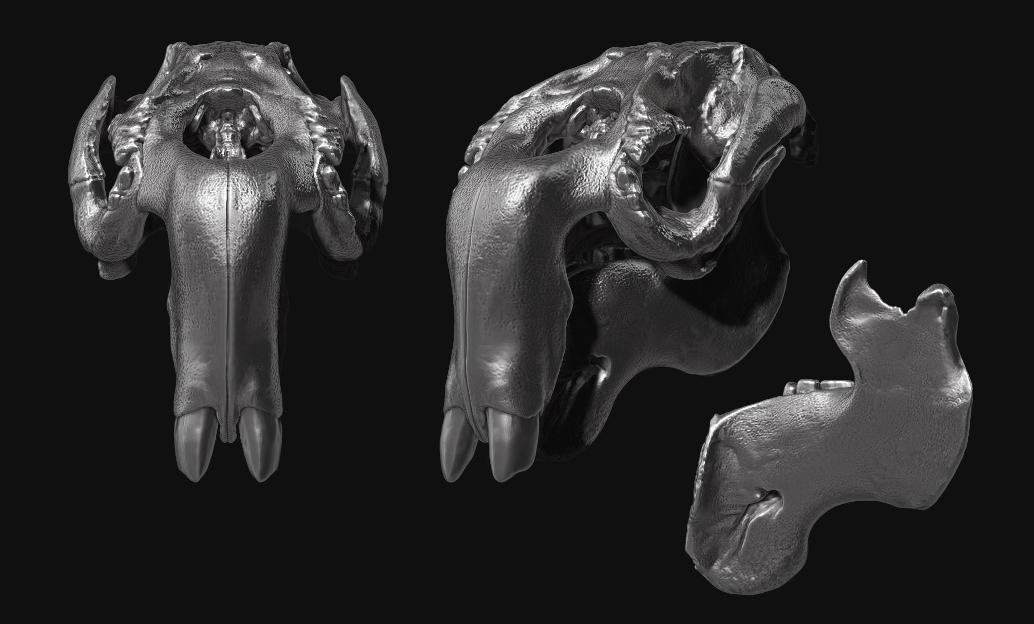Manati - Trichechus - Skull - CNC and 3D print model_15