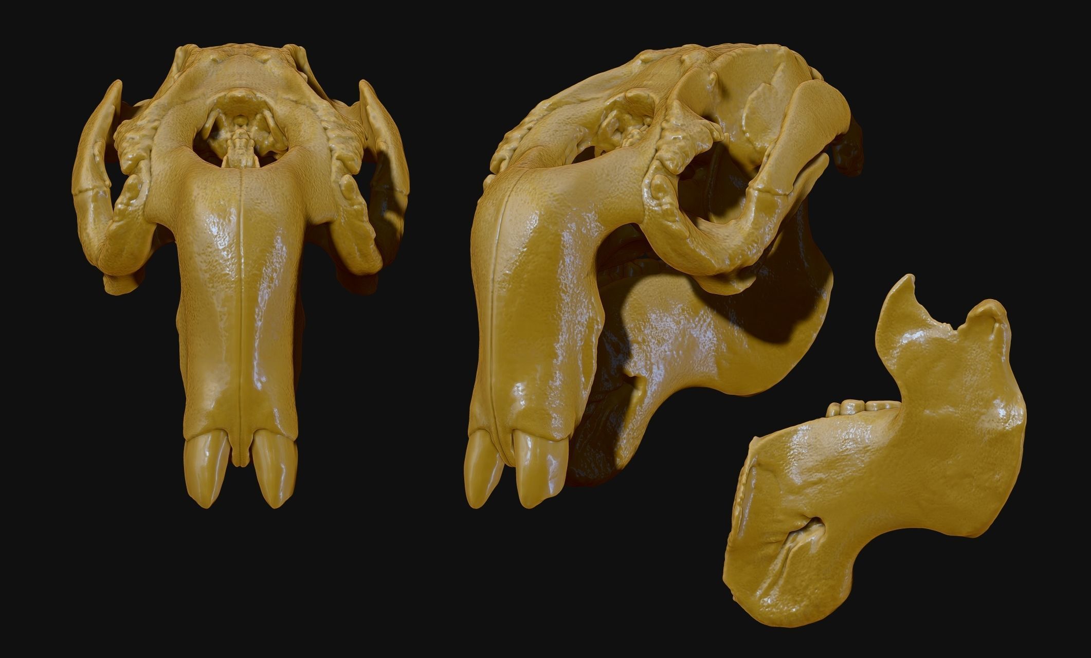 Manati - Trichechus - Skull - CNC and 3D print model_4