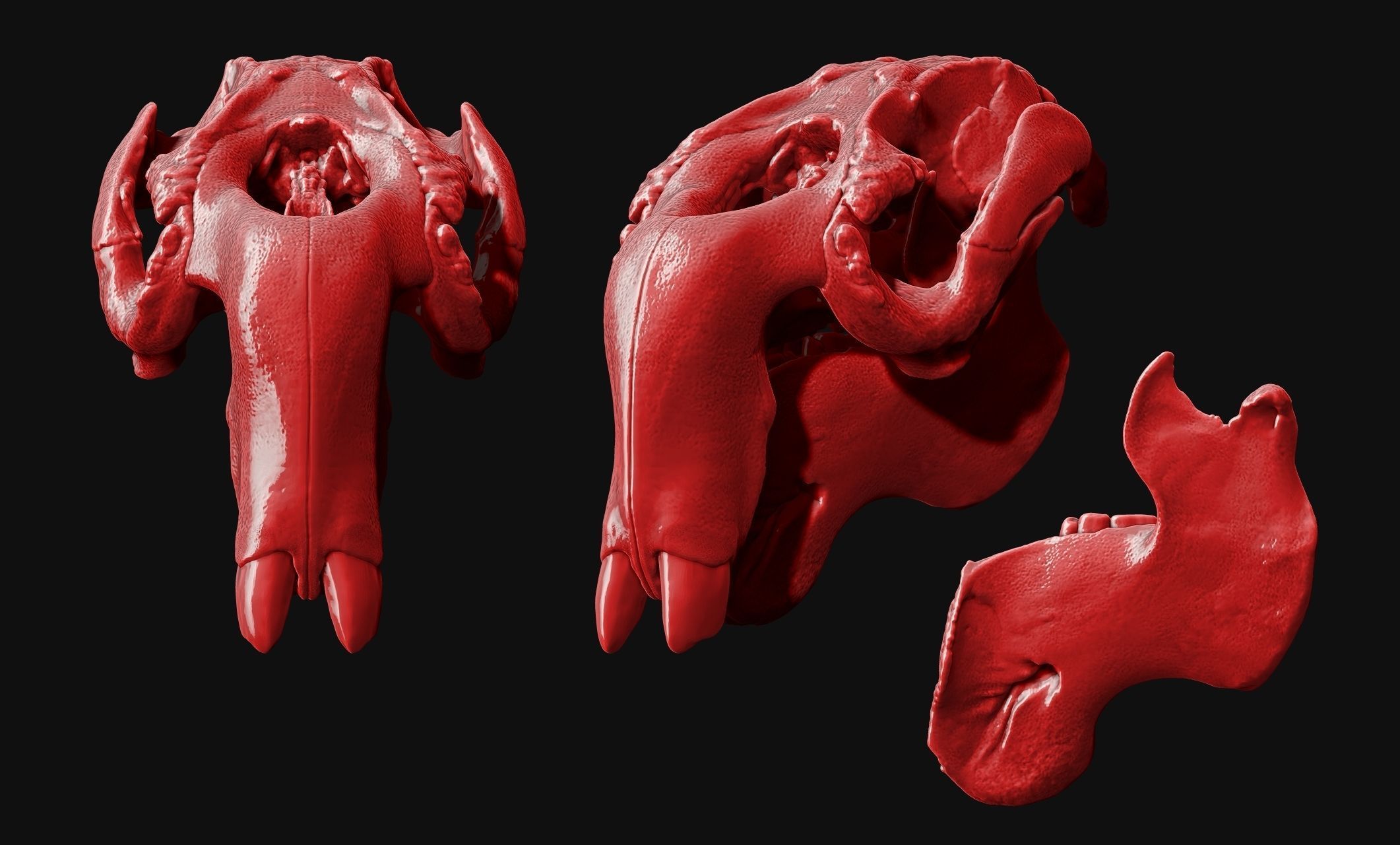 Manati - Trichechus - Skull - CNC and 3D print model_5