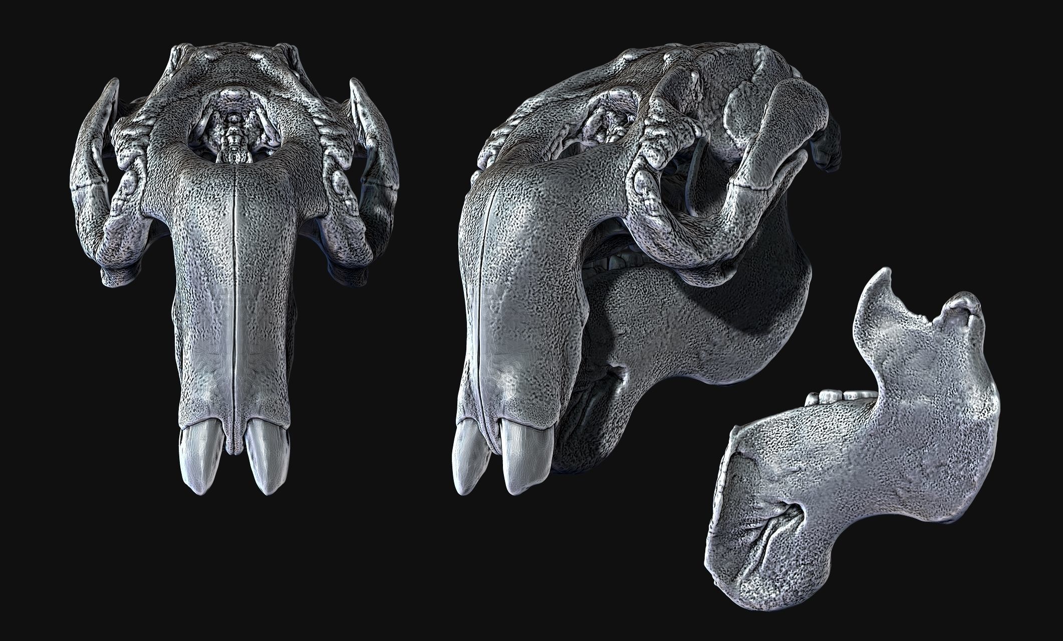 Manati - Trichechus - Skull - CNC and 3D print model_8