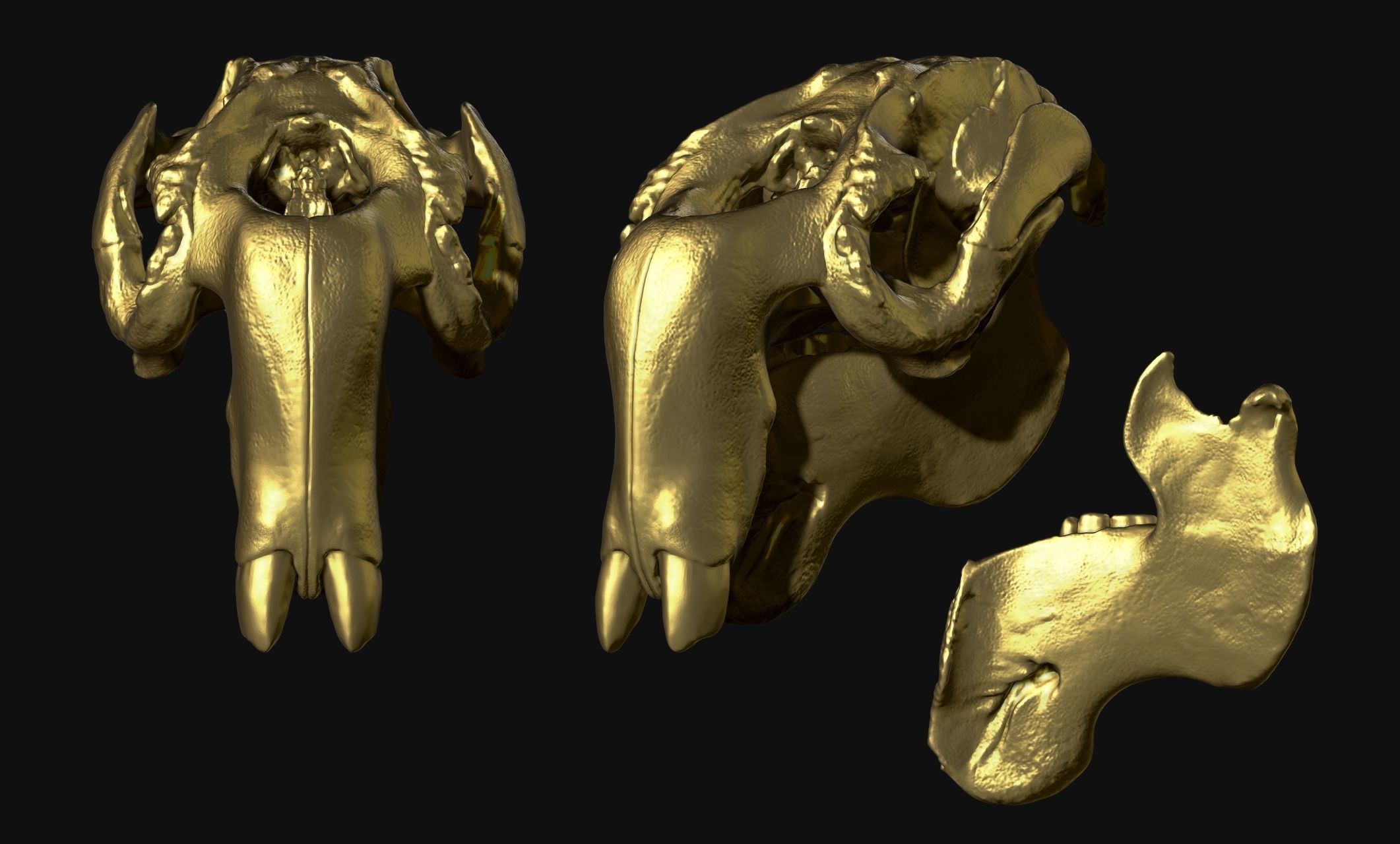 Manati - Trichechus - Skull - CNC and 3D print model_18