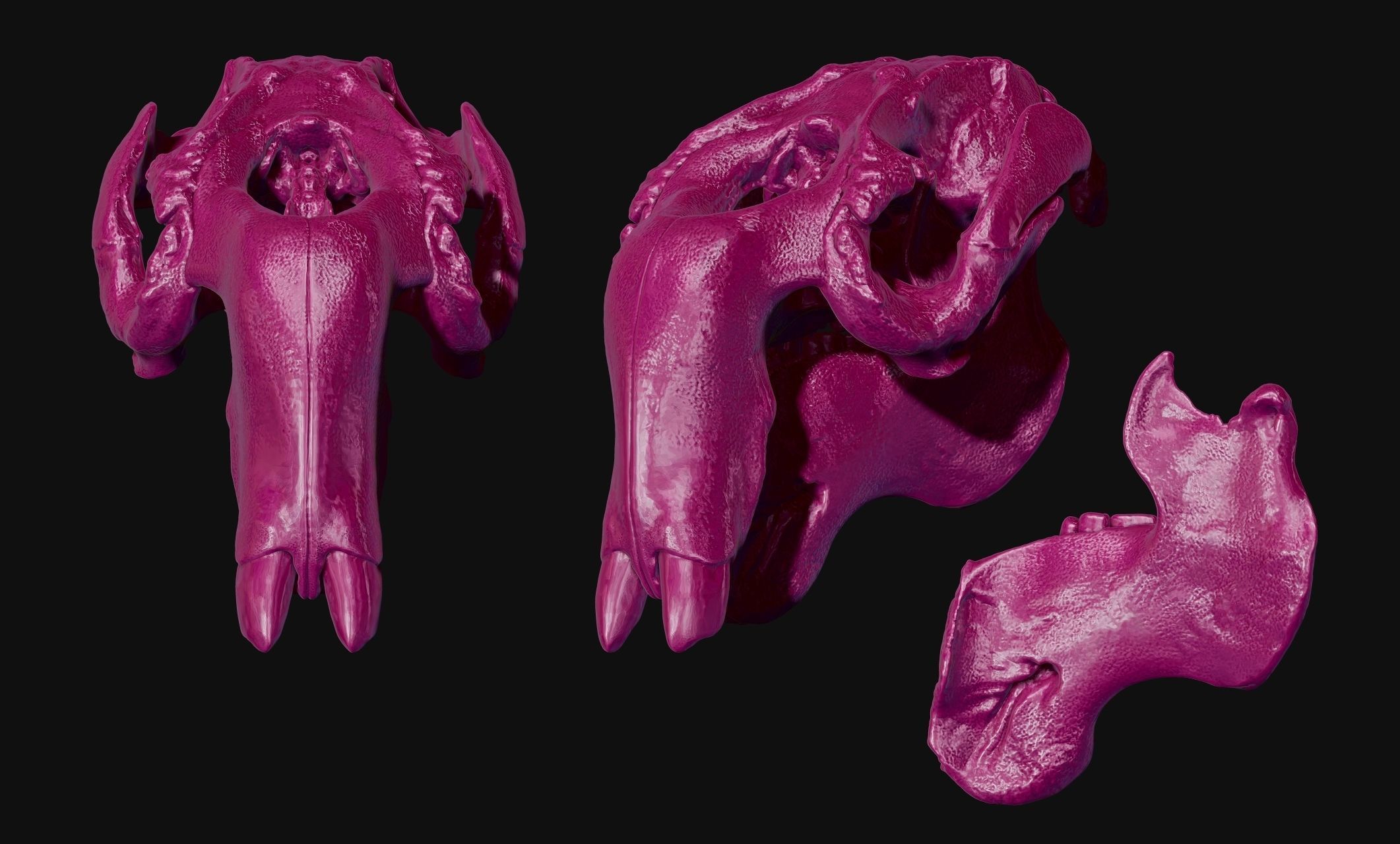 Manati - Trichechus - Skull - CNC and 3D print model_20