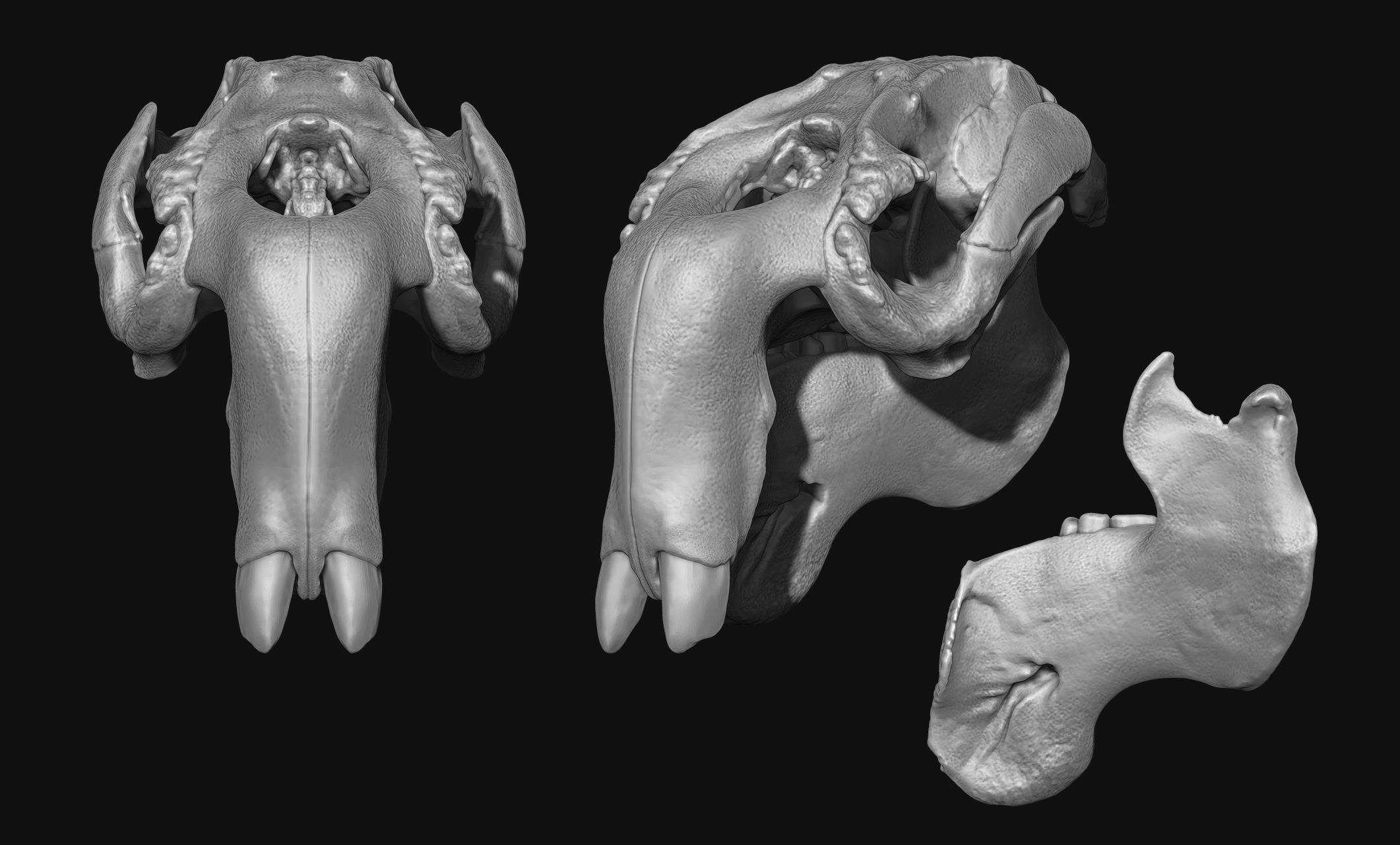 Manati - Trichechus - Skull - CNC and 3D print model_14