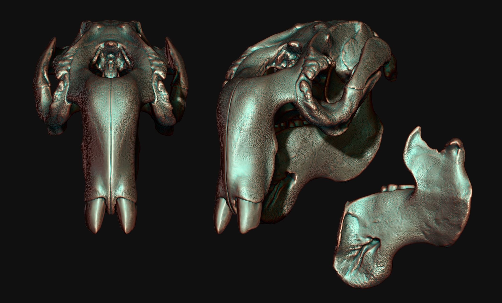 Manati - Trichechus - Skull - CNC and 3D print model_16
