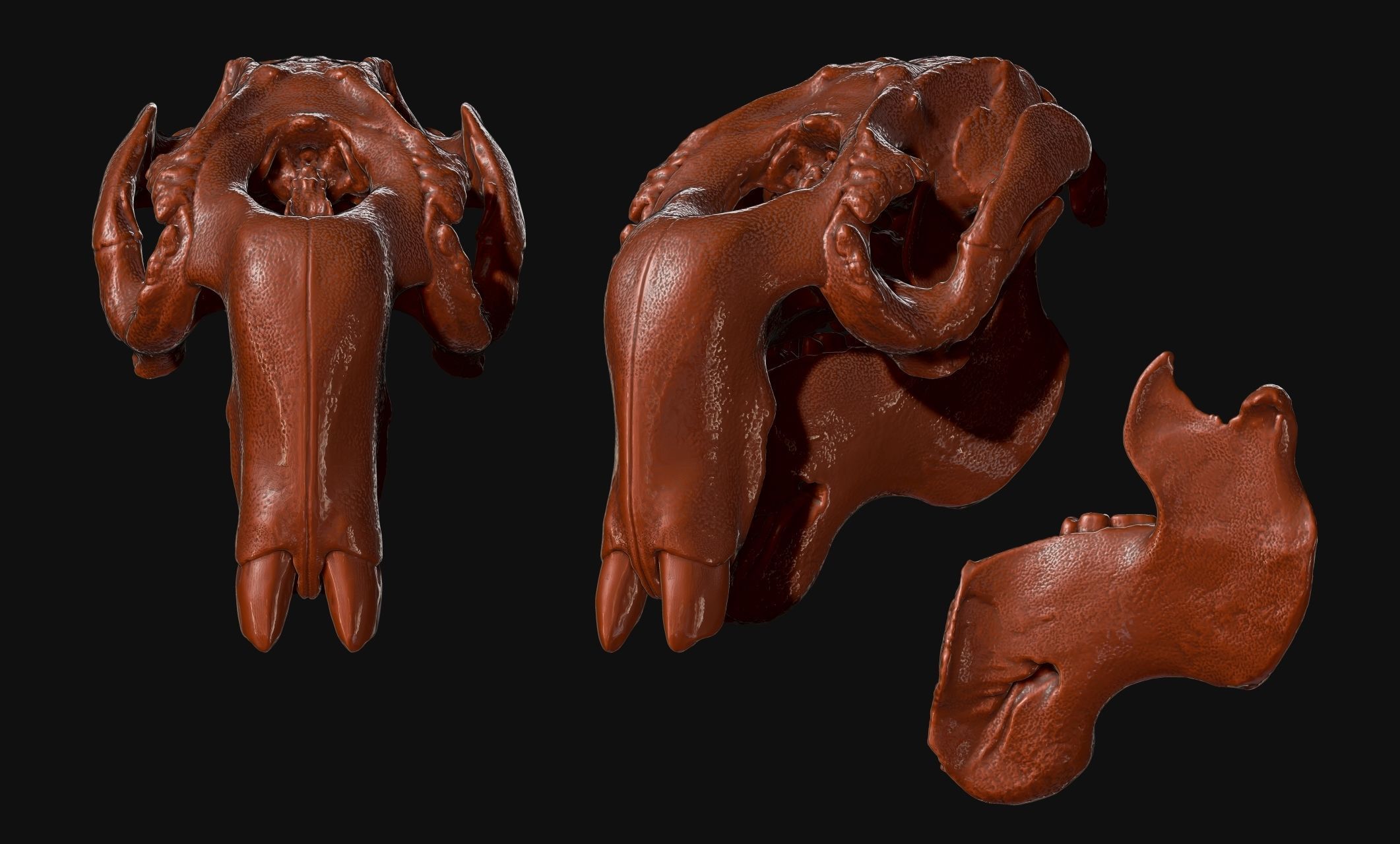 Manati - Trichechus - Skull - CNC and 3D print model_13