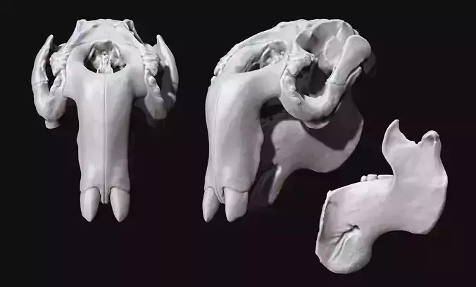 Manati - Trichechus - Skull - CNC and 3D print model