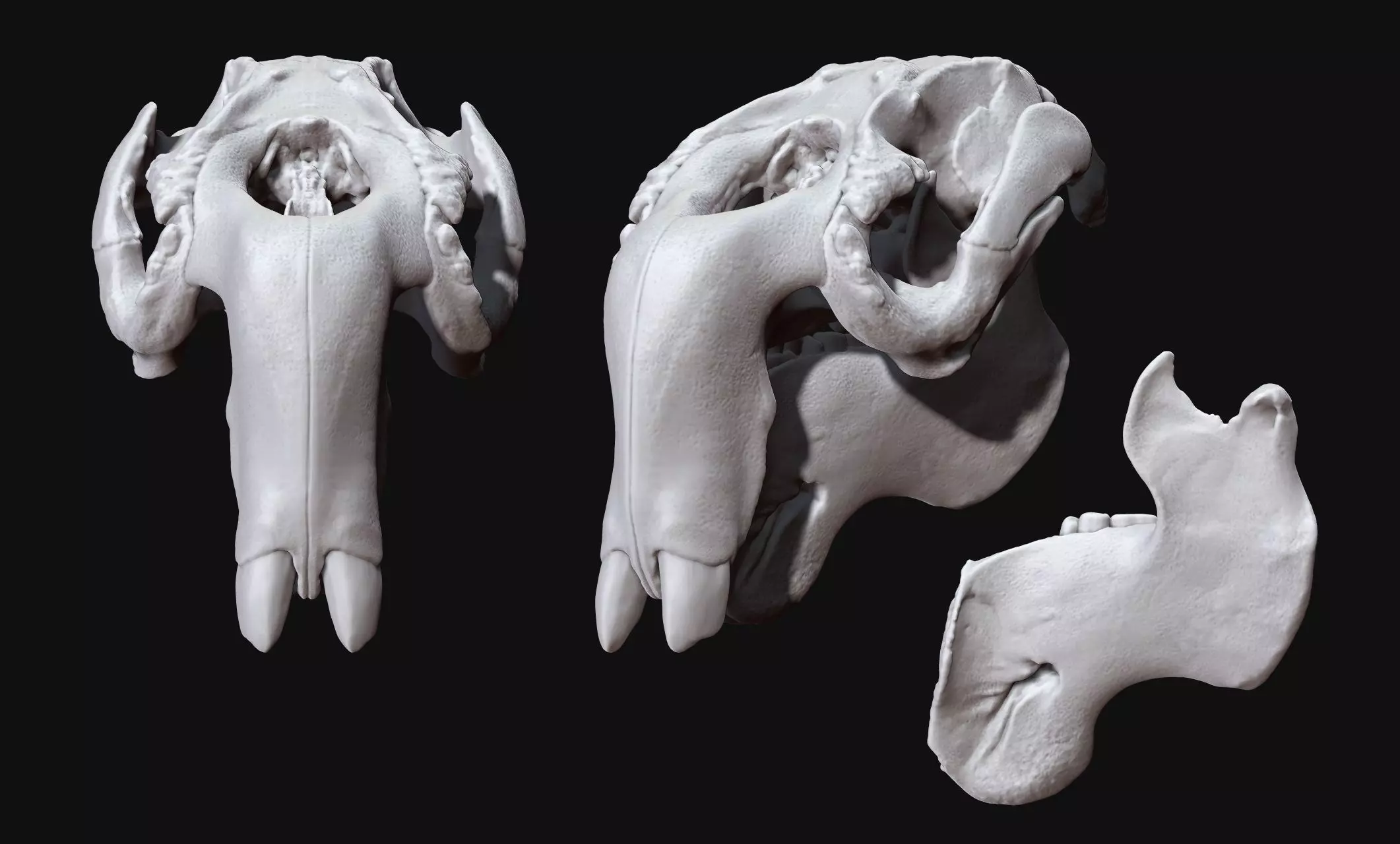 Manati - Trichechus - Skull - CNC and 3D print model_0