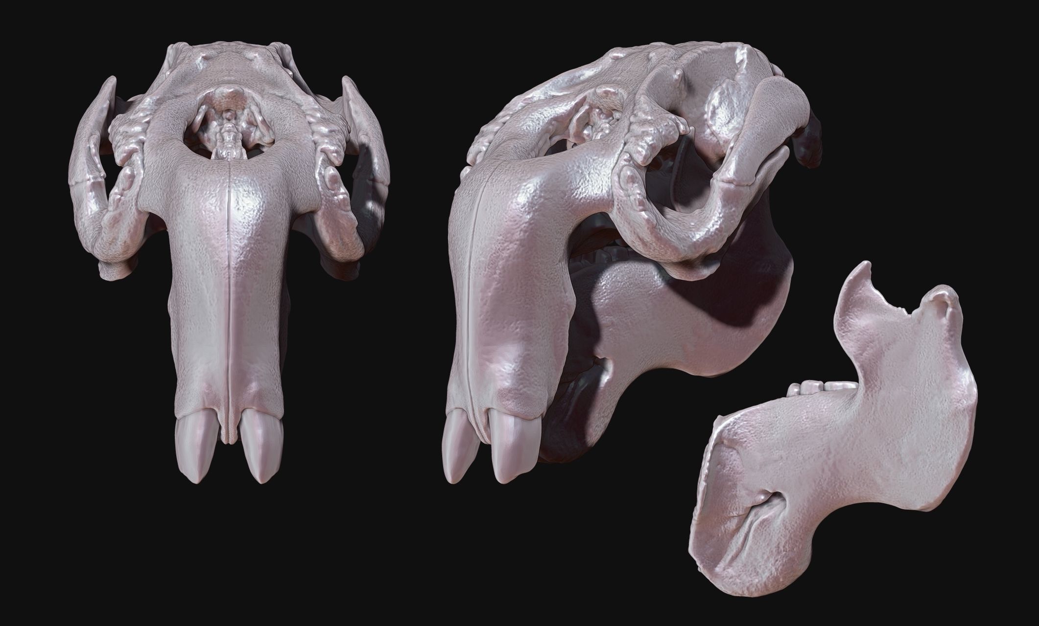 Manati - Trichechus - Skull - CNC and 3D print model_11