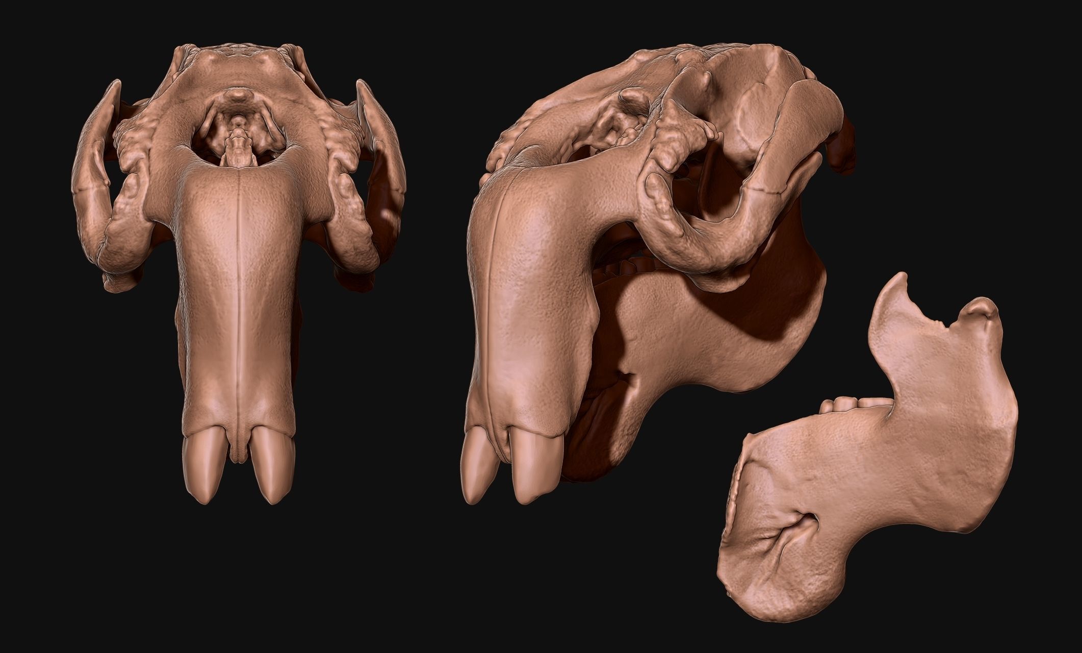 Manati - Trichechus - Skull - CNC and 3D print model_1