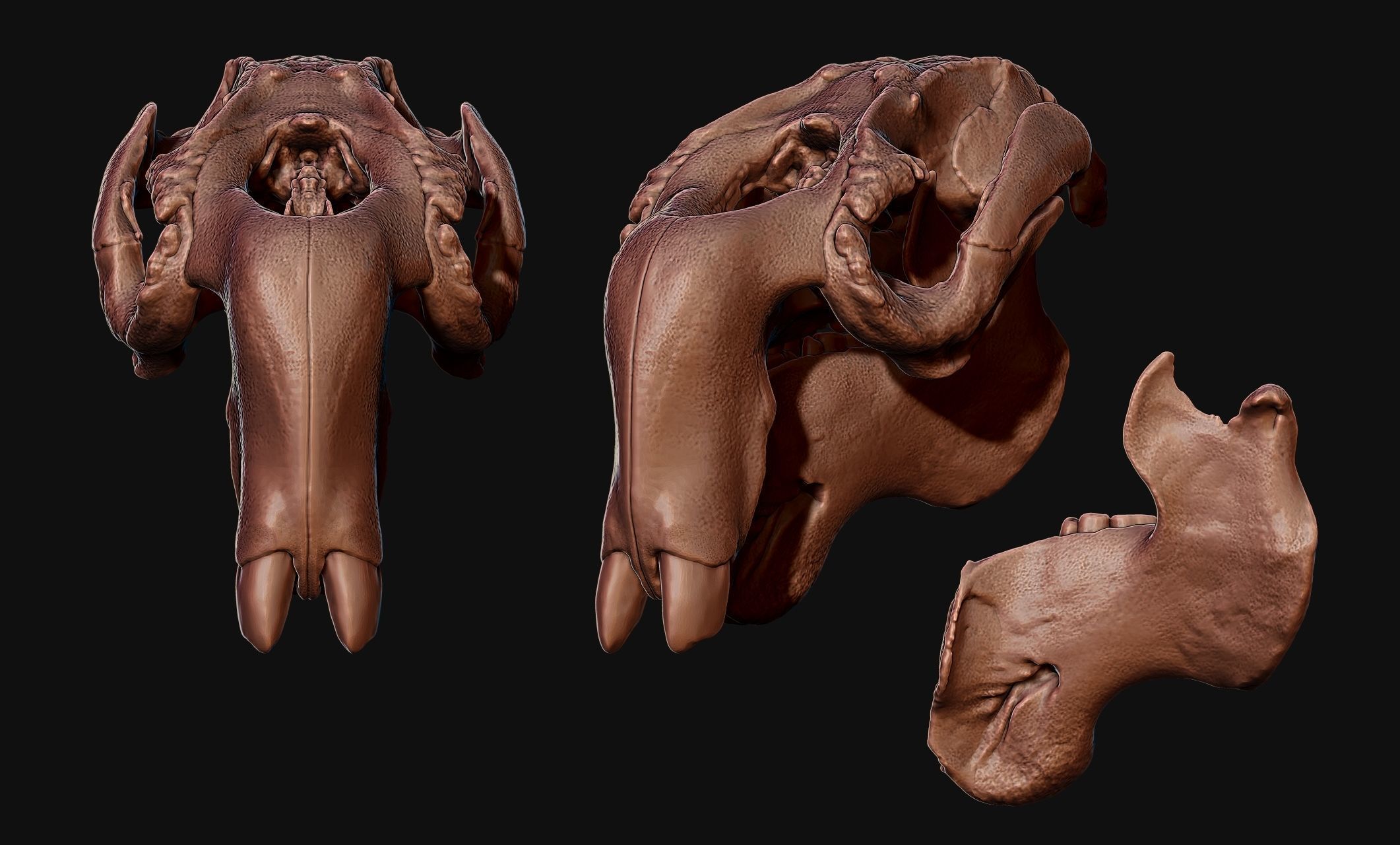 Manati - Trichechus - Skull - CNC and 3D print model_17