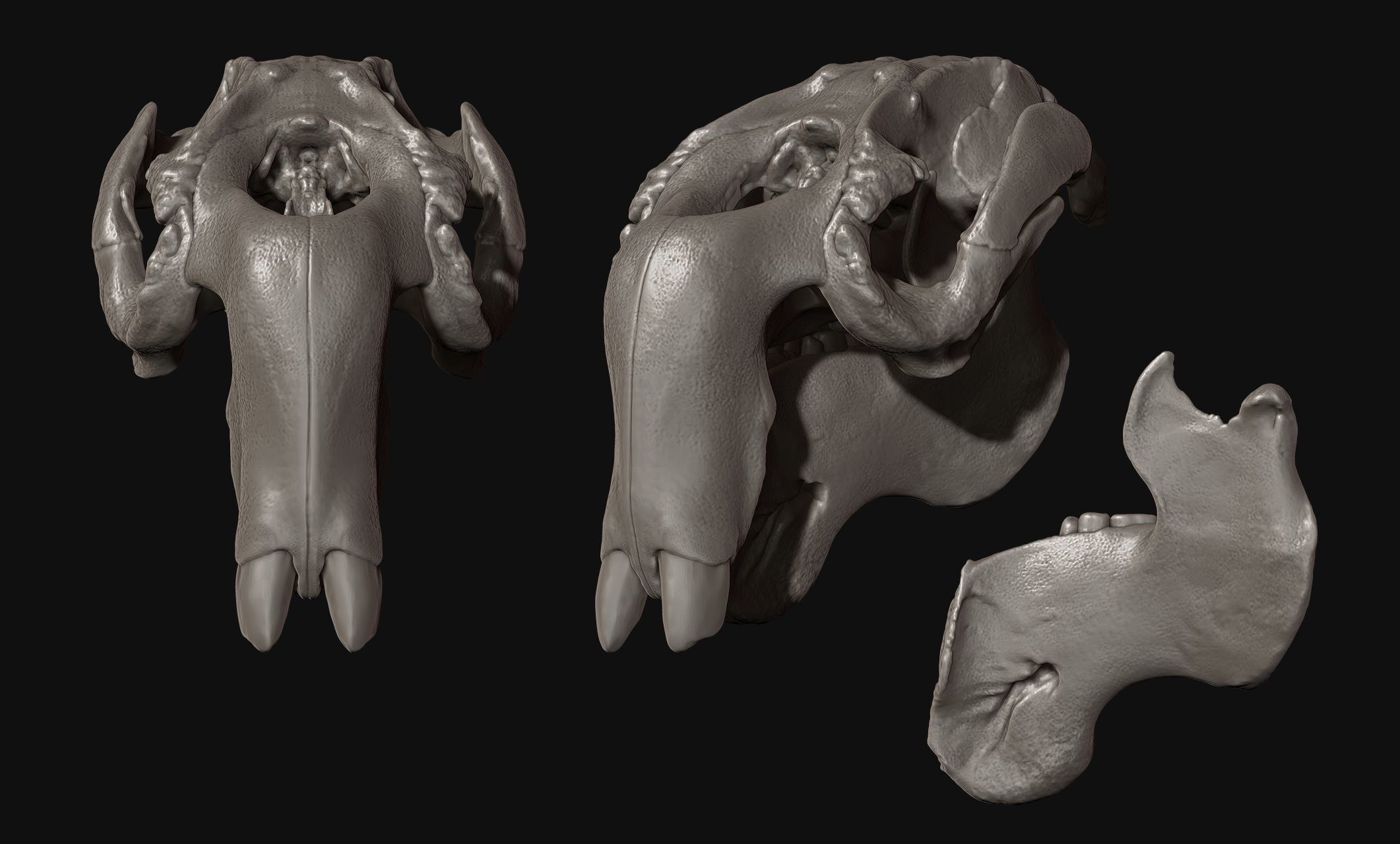 Manati - Trichechus - Skull - CNC and 3D print model_6