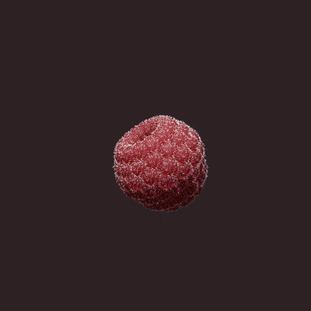 raspberry Free 3D model_4